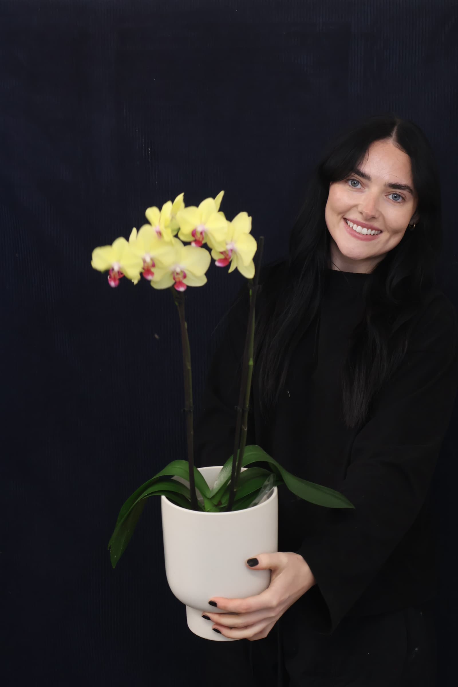 Real Plant | Phalae Orchid Standard order made by Amy's Flowers