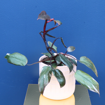 Plant | Pink Princess