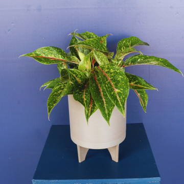 Plant | Aglanomea 