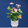 Plant | Anthurium Large 