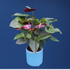 Plant | Anthurium Large 