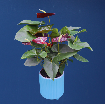 Plant | Anthurium Large 