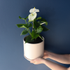 Plant |  Anthurium 