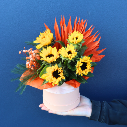 BEST BUY | Sun-Sational 
