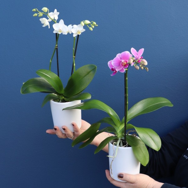 Plants
