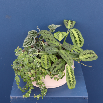 Plant | Mixed Planter