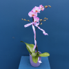 Plant | Phalae Orchid 