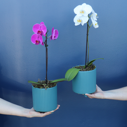 Plant | MIDI Phale Orchid 