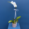Plant | Phalae Orchid 