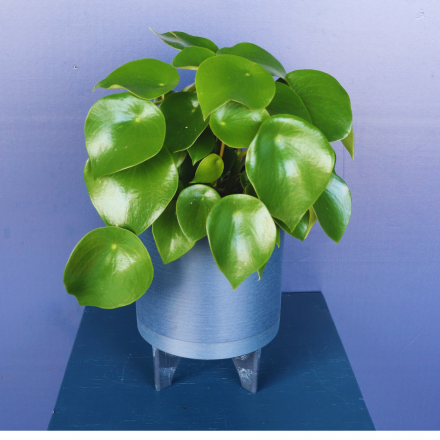 Plant | Peperomia Jade