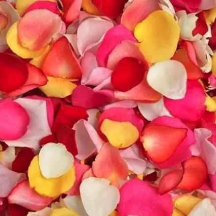 Committals | Petals 