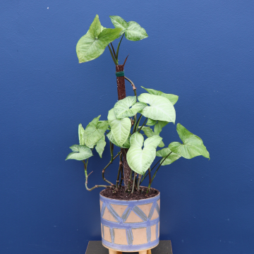 Plant | XL Syngonium 