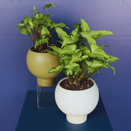 Plant | Syngonium 
