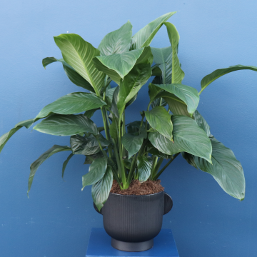 Plant | XXL Peace Lily 