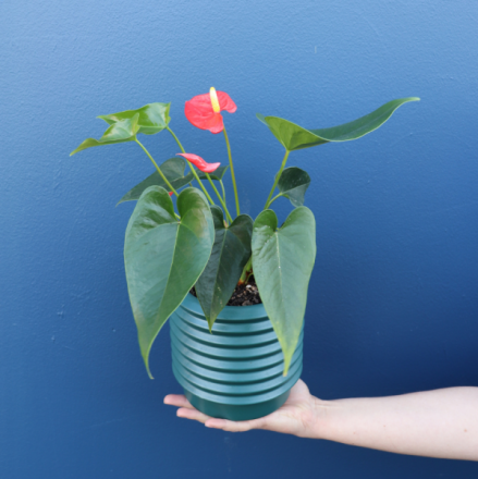 Plant | Anthurium Large 