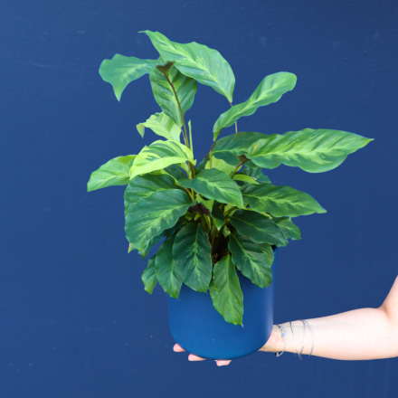 Plant | Calathea Misto