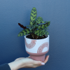 Plant | Calathea
