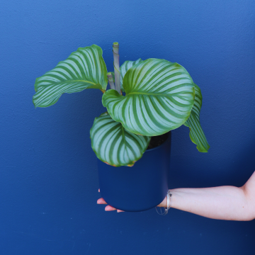 Plant | Calathea Orbifolia