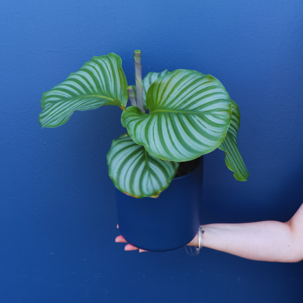 Plant | Calathea Orbifolia