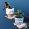 Plant | Calathea