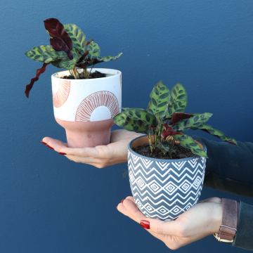 Plant | Calathea