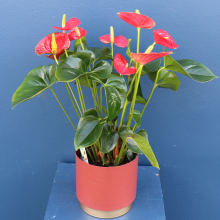 Plant | Anthurium Large 