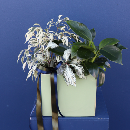 Plant | Mixed Ceramic 