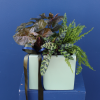 Plant | Mixed Ceramic 