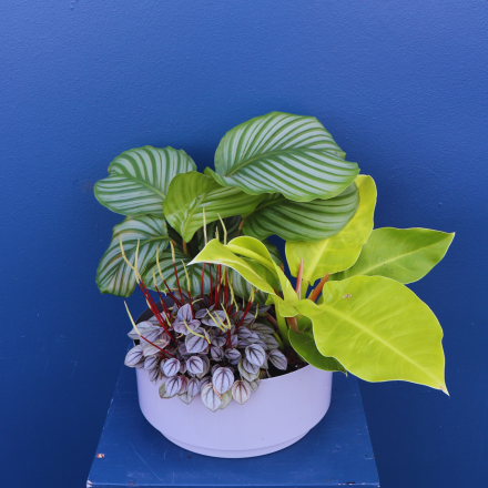 Plant | Mixed Planter