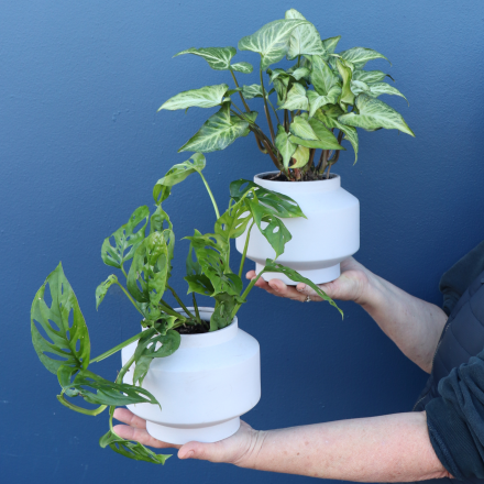 Plant | Mixed Trailing