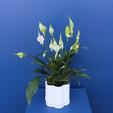 Plant | Peace Lilly