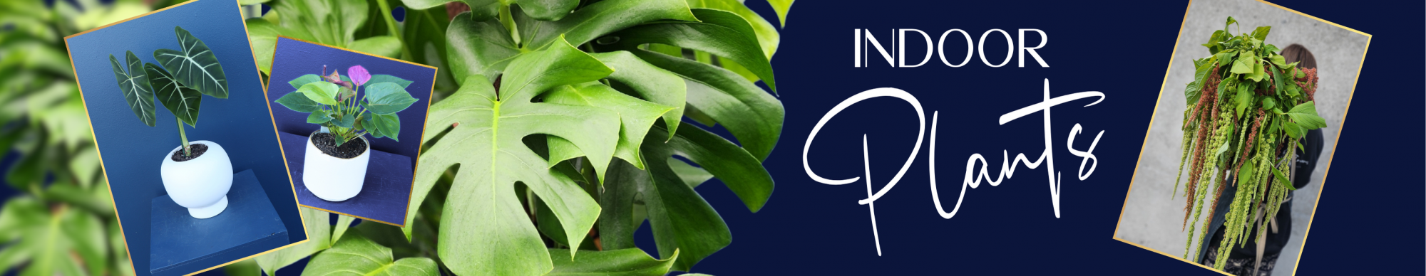 Plants 