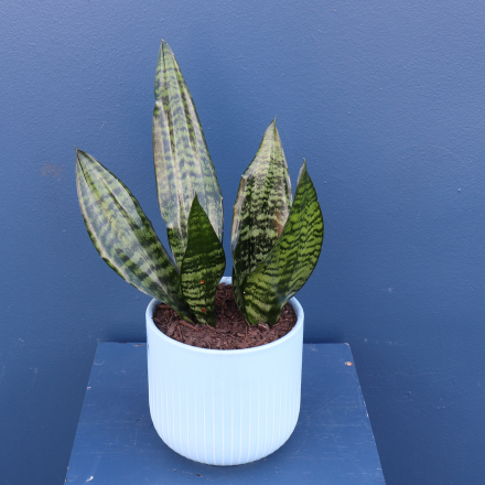 Plant | Snake Plant