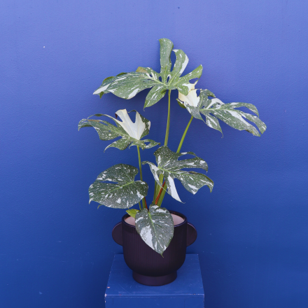 Plant | Monstera Thai Constellation 