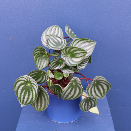 Plant | Watermelon Pepperomia 