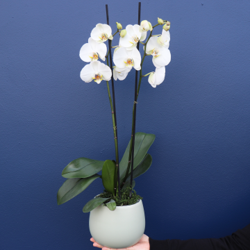 Plant | Luxe White Phalaenopsis 