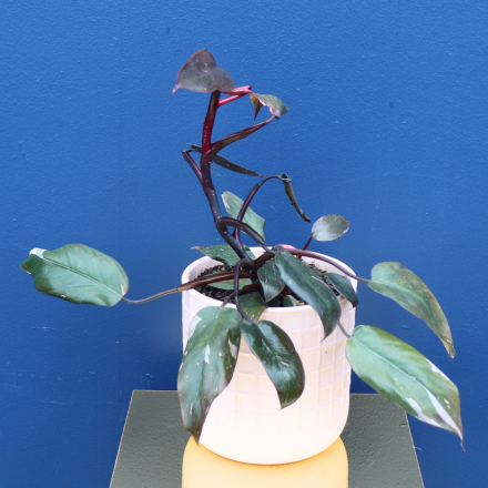 Plant | Pink Princess