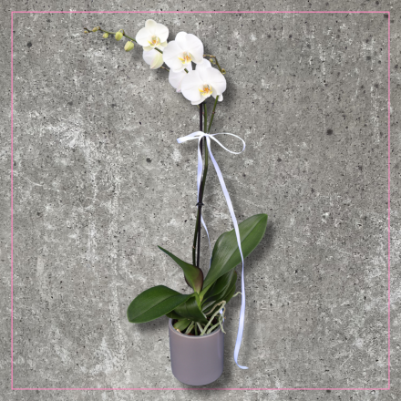 M'Day | Orchid Plant White 