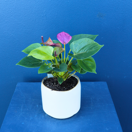 Plant |  Anthurium 